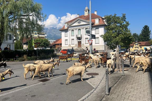 Ziegen auf der St. Gallerstrasse; Alpabfahrt Malschüel September 2023